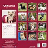 Chihuahua Calendar